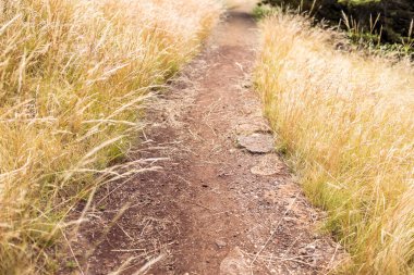 path surrounded by  golden wheatgrass plant outdoor in sunny meadow shot at shallow depth of field