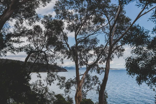 Pemandangan Samudera Pasifik Dari Pantai Boronia Berjalan Tasmania Australia — Stok Foto