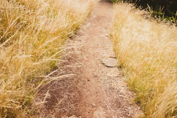 Path Surrounded Golden Wheatgrass Plant Outdoor Sunny Meadow Shot Shallow — Stockfoto