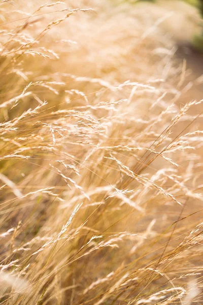 Zblízka Zlaté Pšeničné Trávy Rostliny Venku Slunné Louce Záběr Mělké — Stock fotografie