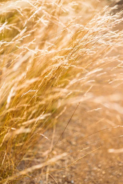 Zblízka Zlaté Pšeničné Trávy Rostliny Venku Slunné Louce Záběr Mělké — Stock fotografie