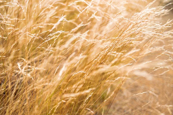 Close Golden Wheatgrass Plant Outdoor Sunny Meadow Shot Shallow Depth — Fotografia de Stock