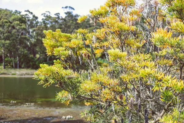 오스트레일리아 원주민 Banksia Treeoutside 아름다운 지역의 곳에서 — 스톡 사진