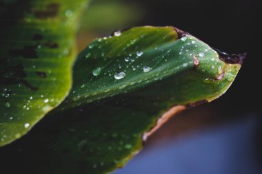 Muz yapraklarının yakın plan çekimi tropikal arka bahçede yağmur damlaları ile sığ alan derinliğinde çekim
