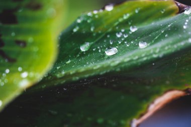 Muz yapraklarının yakın plan çekimi tropikal arka bahçede yağmur damlaları ile sığ alan derinliğinde çekim