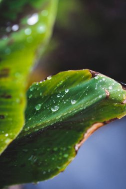 Muz yapraklarının yakın plan çekimi tropikal arka bahçede yağmur damlaları ile sığ alan derinliğinde çekim