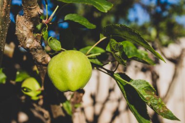 Güneşli sebze bahçesinde, sığ bir tarlada çekilmiş elma ağacına yakın çekim.