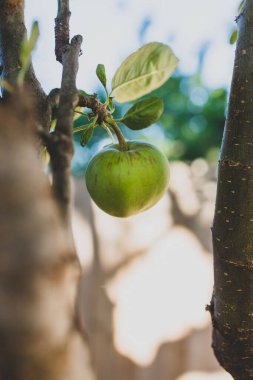Güneşli sebze bahçesinde, sığ bir tarlada çekilmiş elma ağacına yakın çekim.