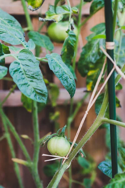 Närbild Tomatplantan Utomhus Solig Grönsaksträdgård Skjuten Grunt Skärpedjup — Stockfoto