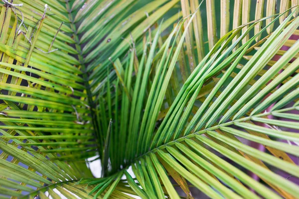 Primer Plano Palmera Majestuosa Ravenea Rivularis Con Hojas Exuberantes Aire — Foto de Stock