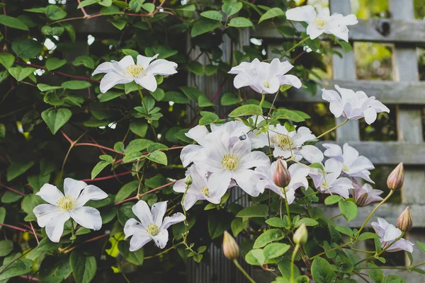 Close Branco Clematis Videira Com Flores Rastejando Sobre Cerca Treliça — Fotografia de Stock