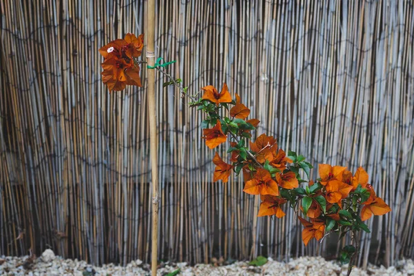 Nahaufnahme Einer Bougainvillea Pflanze Mit Orangen Blüten Freien Einem Sonnigen lizenzfreie Stockfotos