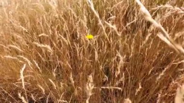 Güneşli çayırlarda, bir çakıl yolunun yanında altın buğday çimlerini tarıyorum.