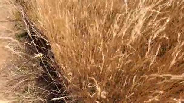 Панорамування Через Золотої Пшеничної Рослини Відкритому Повітрі Сонячному Лузі Біля — стокове відео