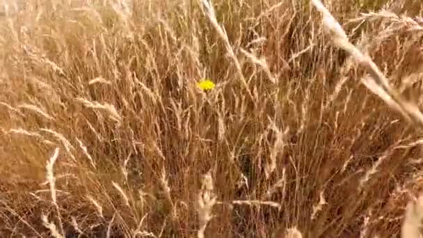 Panning Přes Zlatou Pšeničnou Trávu Rostlina Venku Slunné Louce Vedle — Stock video