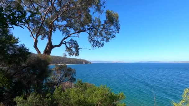 Beautiful Scenery Pacific Ocean Thick Native Vegetation Shot Vantage Point — Stock Video