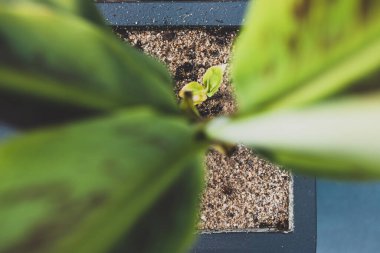 Muz bitkisine yakın çekim. Güneşli arka bahçede küçük bir köpek yavrusu var. Sığ bir tarlada çekilmiş.