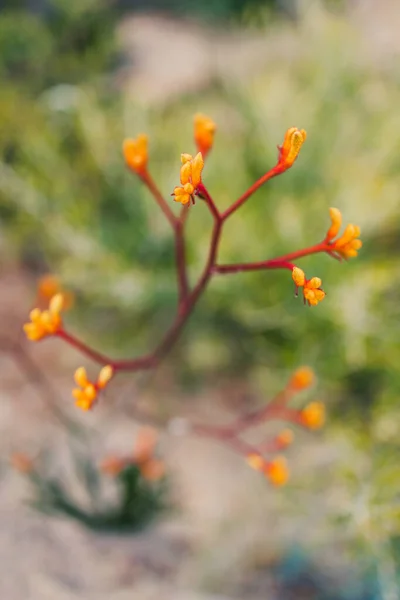 Nativo Australiano Vermelho Amarelo Pata Canguru Planta Livre Quintal Ensolarado — Fotografia de Stock