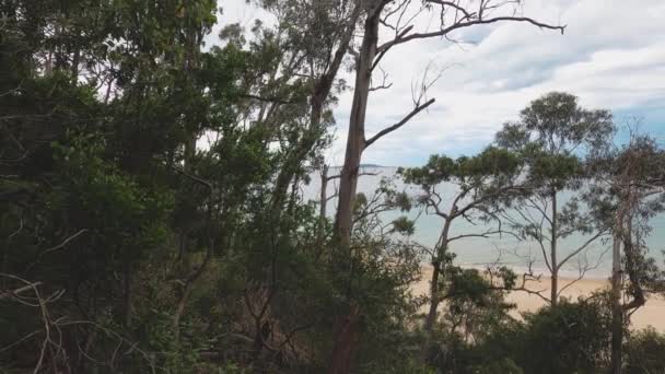 Vacker Natur Stilla Havet Och Tjock Inhemsk Vegetation Skott Från — Stockvideo