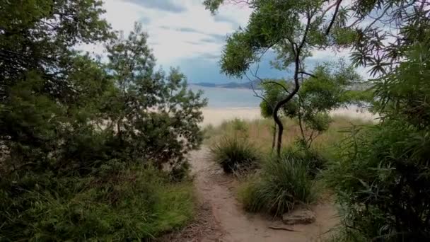 Spaziergang Durch Die Dichte Vegetation Richtung Strand Und Offenbart Intensive — Stockvideo