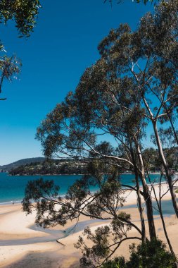 Pasifik Okyanusu 'nun güzel manzarası ve Alum Kayalıkları boyunca Güney Tazmanya' da bir yürüyüş sırasında geniş bir noktadan çekilmiş yerel bitki örtüsü.