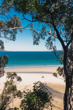 Pasifik Okyanusu 'nun güzel manzarası ve Alum Kayalıkları boyunca Güney Tazmanya' da bir yürüyüş sırasında geniş bir noktadan çekilmiş yerel bitki örtüsü.