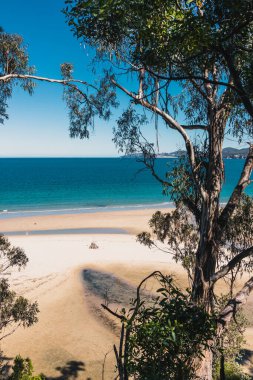 Pasifik Okyanusu 'nun güzel manzarası ve Alum Kayalıkları boyunca Güney Tazmanya' da bir yürüyüş sırasında geniş bir noktadan çekilmiş yerel bitki örtüsü.