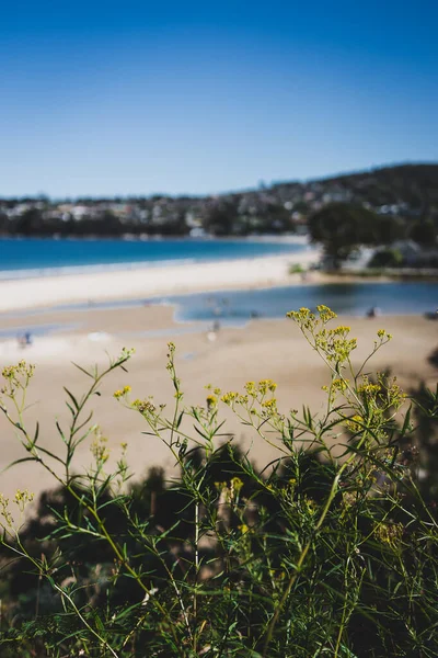 Beautiful Scenary Pacific Ocean Thick Native Vegetation Shot Vantage Point — Stock Photo, Image