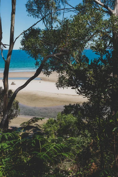 Hermoso Paisaje Del Océano Pacífico Espesa Vegetación Nativa Disparada Desde — Foto de Stock