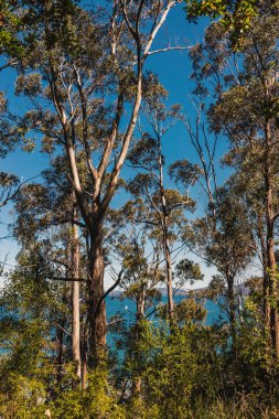Pasifik Okyanusu 'nun güzel manzarası ve Alum Kayalıkları boyunca Güney Tazmanya' da bir yürüyüş sırasında geniş bir noktadan çekilmiş yerel bitki örtüsü.