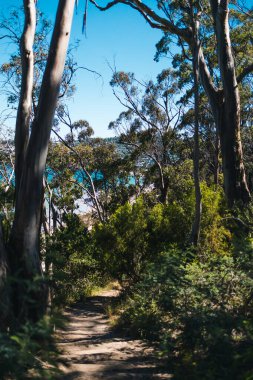 Pasifik Okyanusu 'nun güzel manzarası ve Alum Kayalıkları boyunca Güney Tazmanya' da bir yürüyüş sırasında geniş bir noktadan çekilmiş yerel bitki örtüsü.