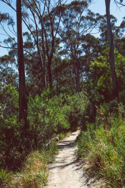 Avustralya çalılarının güzel manzarası ve Alum Cliffs pisti boyunca Güney Tazmanya 'da bir yürüyüş sırasında geniş bir noktadan çekilmiş yerli bitki örtüsü.