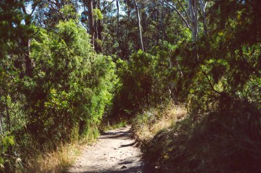 Avustralya çalılarının güzel manzarası ve Alum Cliffs pisti boyunca Güney Tazmanya 'da bir yürüyüş sırasında geniş bir noktadan çekilmiş yerli bitki örtüsü.