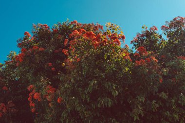 Sıcak bir yaz gününde çekilen bir sürü güzel çiçekle birlikte Avustralya 'nın yerli Corymbia turuncu sakız ağacı.