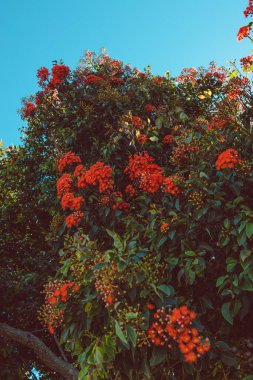 Sıcak bir yaz gününde çekilen bir sürü güzel çiçekle birlikte Avustralya 'nın yerli Corymbia turuncu sakız ağacı.