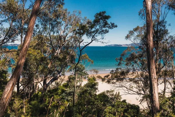 Beautiful Scenary Pacific Ocean Thick Native Vegetation Shot Vantage Point — Stock Photo, Image