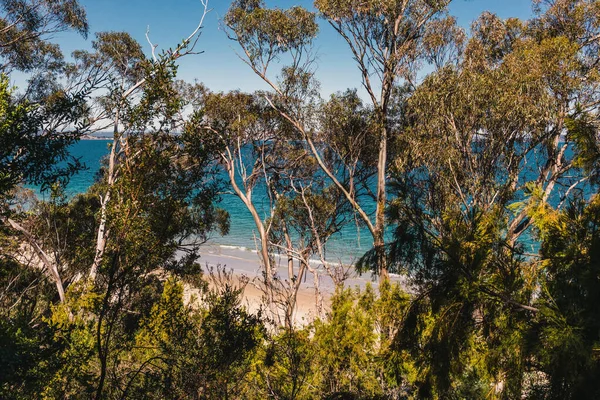 Beautiful Scenary Pacific Ocean Thick Native Vegetation Shot Vantage Point — Stock Photo, Image