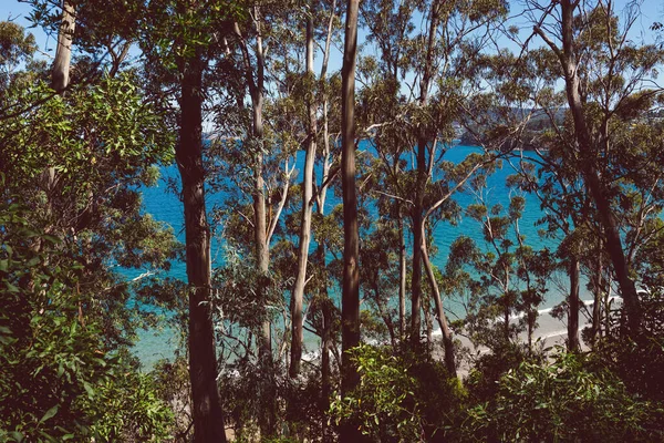 Wunderschöne Landschaft Des Pazifischen Ozeans Und Dichte Einheimische Vegetation Aufgenommen — Stockfoto