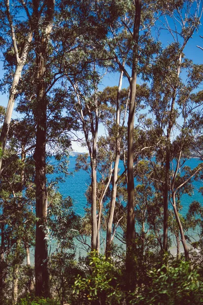 Magnifique Paysage Océan Pacifique Végétation Indigène Épaisse Prise Point Vue — Photo