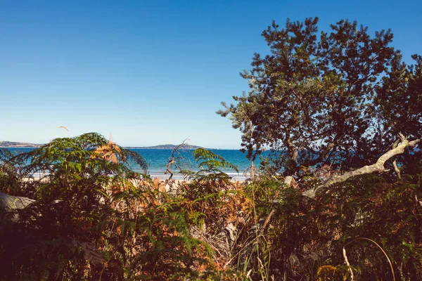 Belo Cenário Oceano Pacífico Vegetação Nativa Espessa Tirada Ponto Vista — Fotografia de Stock