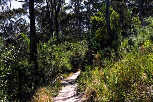 Smukke Naturskønne Den Australske Busk Tyk Indfødte Vegetation Skudt Fra - Stock-foto