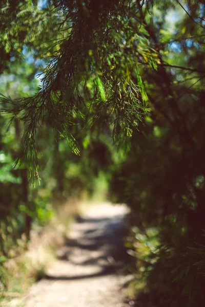 Vacker Naturskön Australiensisk Buske Och Tjock Inhemsk Vegetation Skjuten Från — Stockfoto