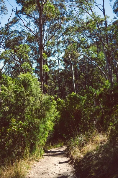 Překrásná Scenérie Australského Keře Husté Původní Vegetace Natočené Vyhlídkového Místa — Stock fotografie