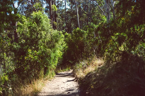 Překrásná Scenérie Australského Keře Husté Původní Vegetace Natočené Vyhlídkového Místa — Stock fotografie