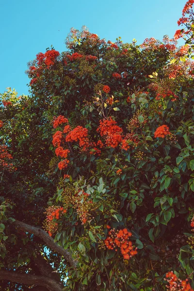 Natív Ausztrál Corymbia Narancs Íny Szabadban Rengeteg Gyönyörű Virágok Lövés — Stock Fotó