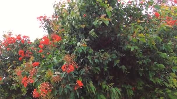 Avustralya Yerlisi Corymbia Turuncu Sakız Ağacı Sıcak Bir Bulutlu Yaz — Stok video