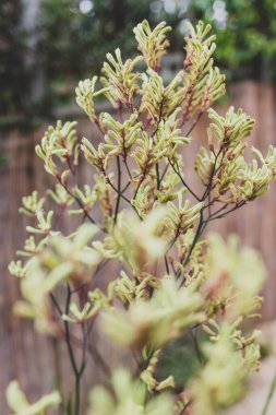 Avustralya yerlisi sarı kanguru patisi açık havada güneşli arka bahçede sığ bir alanda vuruldu.
