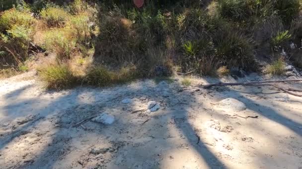 Piękne Wysokie Drzewa Gumy Eukaliptusowej Rodzimy Krzak Australijski Wzdłuż Plaży — Wideo stockowe