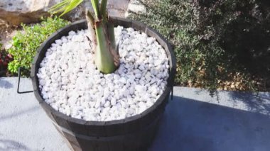 Güneşli arka bahçede palmiye yapraklarının yakın plan çekimi sığ alan derinliği