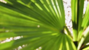 Çin hayran palmiyesi ağaçlarının yakın çekimleri açık havada güneşli arka bahçede sığ bir alanda çekiliyor.